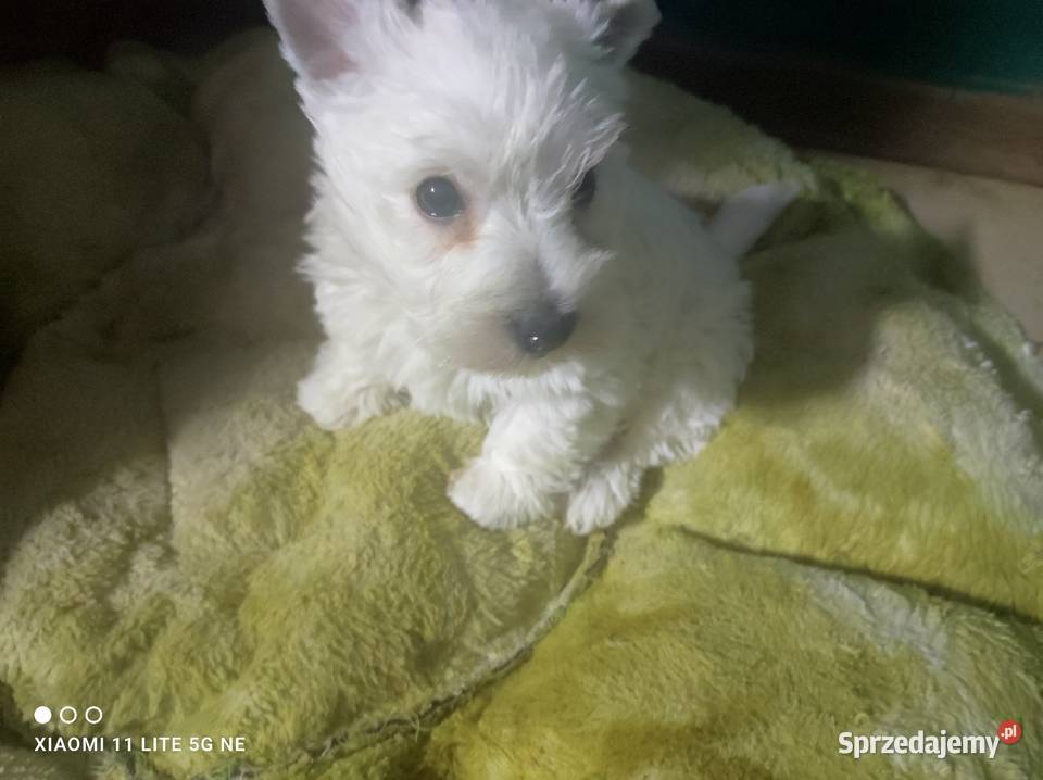 West highland white terrier szczenięta sprzedam