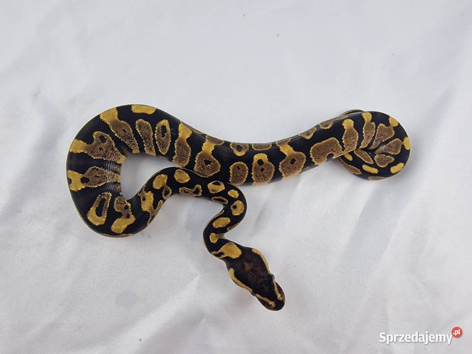 Wąż pyton królewski python regius samica Zwierzęta Wrocław