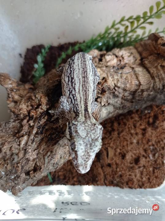 Gekon Gargulcowy Rzeszów sprzedam