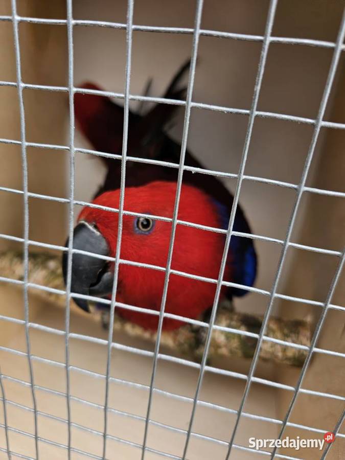 Lory parka sprzedam Niewiesze