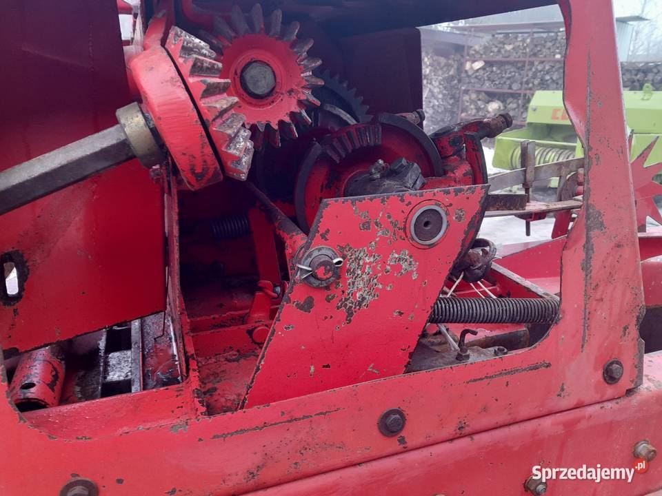 Sprzedam prase welger ap 52 sprowadzona Lechów