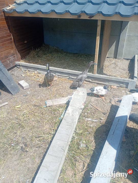 Kury gęsi kaczki Wrzesiny