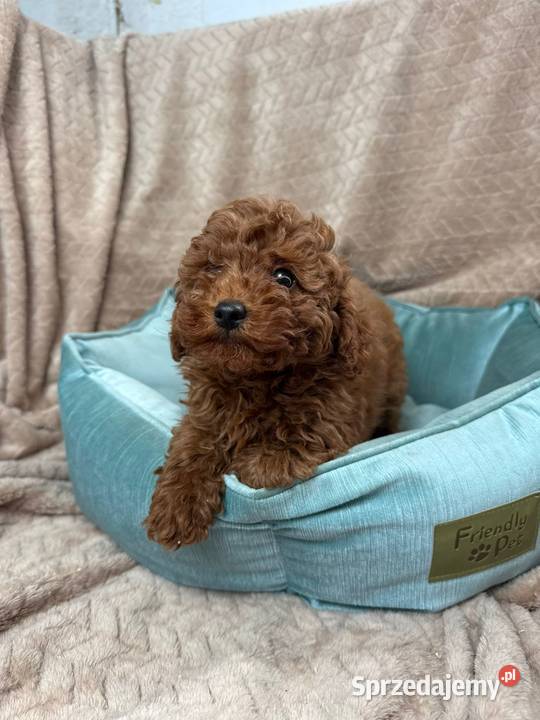 pudel toy Szczecin sprzedam