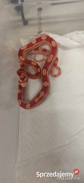 Wąż zbożowy Pantherophis guttatus młody alibinos Tarnów