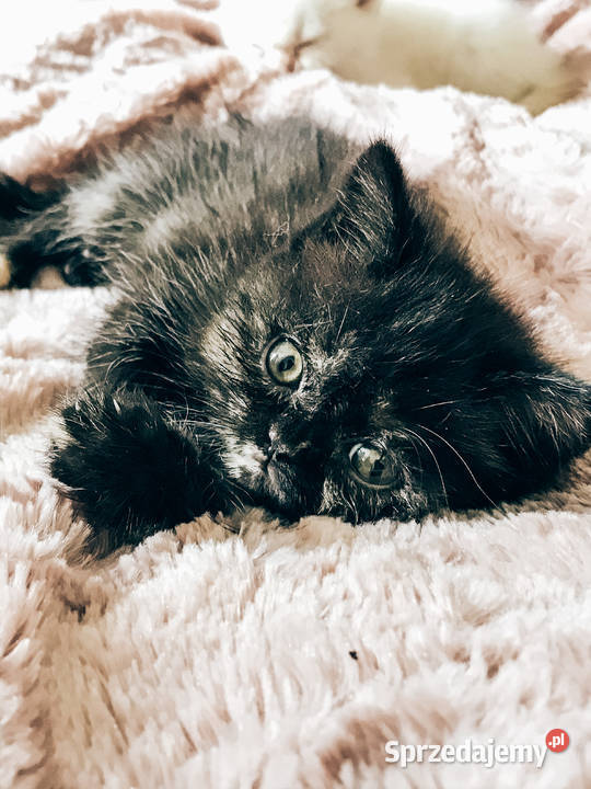 Koty pers brytyjski czarny szylkret białe łódzkie sprzedam