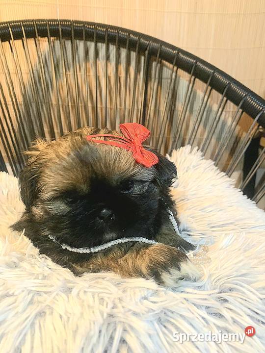ShihTzu z IV pokoleniowym rodowodem DNA Polski Psy