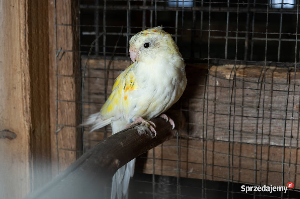 Para świergotów 20202023 Chmielnik