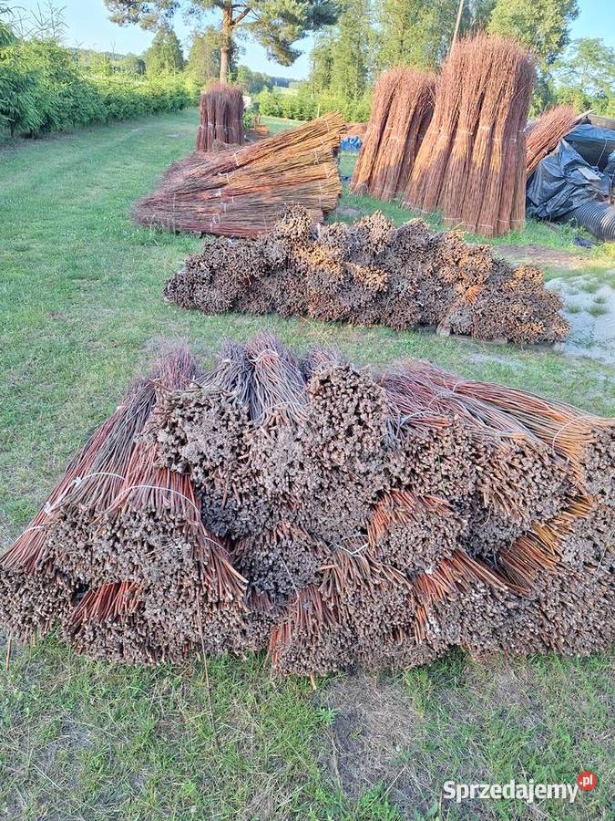 Wiklina sucha sortowana Leżajsk