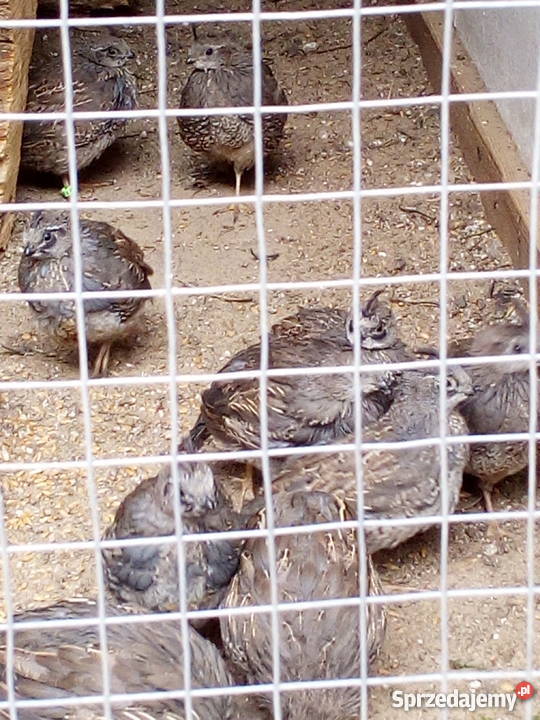 Przepiór kalifornijski Syców sprzedam