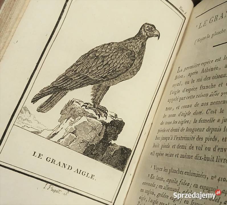 Starodruk Buffon Histoire Naturelle des Oiseaux Antykwariat Poznań