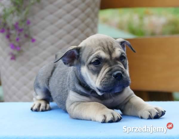 Ca de bou Dog z Majorki Słupia