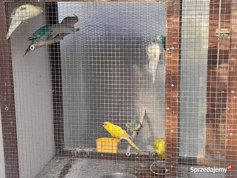 Sprzedam papugi modrolotki Ostrów Wielkopolski