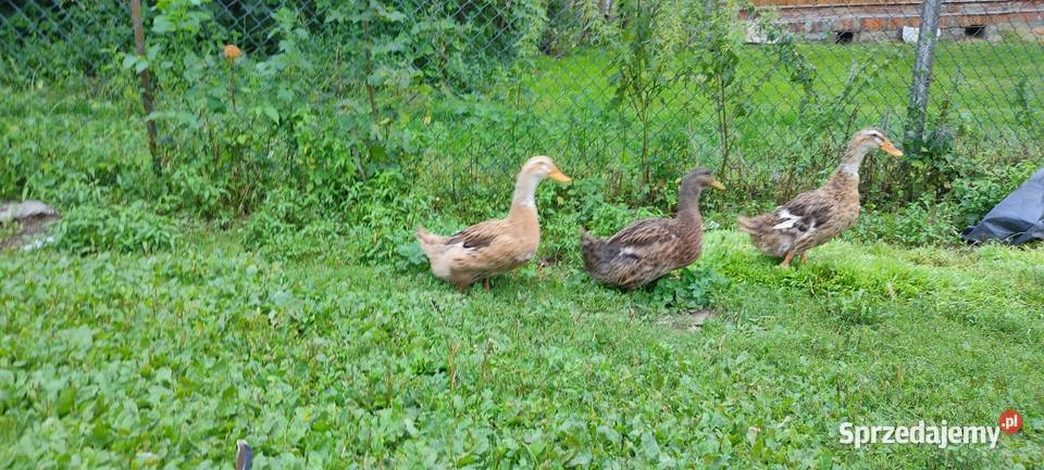 Kaczki staropolskie z 24 roku lubelskie Tokarówka