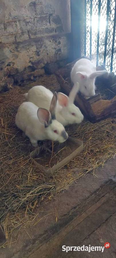Króliki hodowlane śląskie Dąbrowa Górnicza