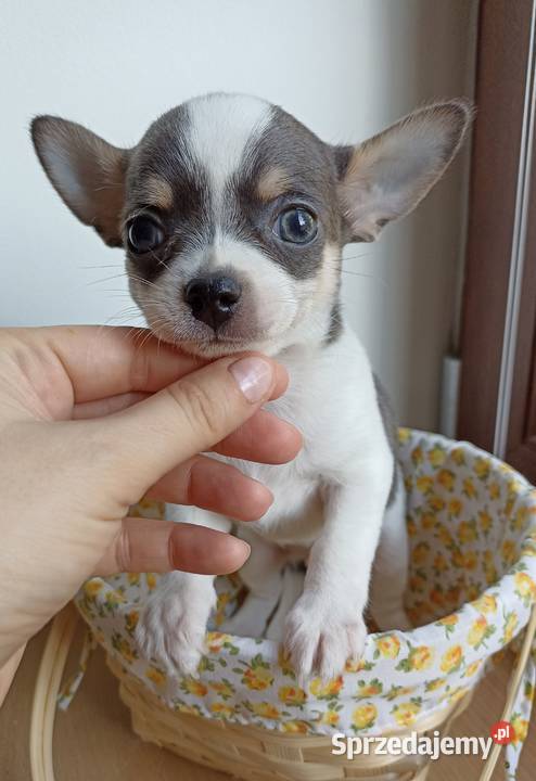 Piesek Chihuahua krótkowłosy niebieski blue sprzedam