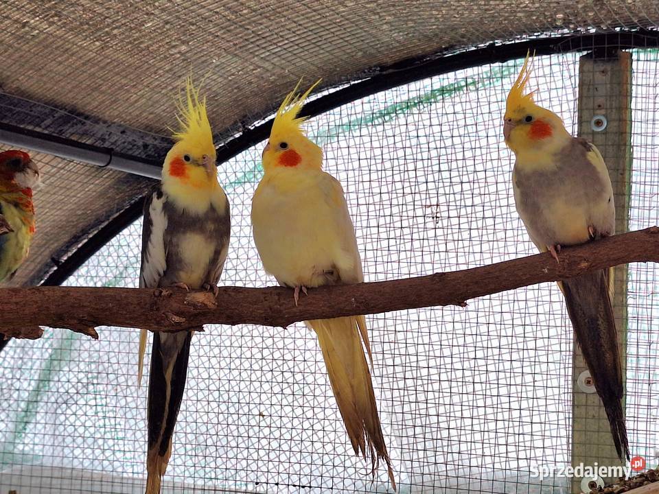 Papugi faliste rasowe i Nimfy Wystawowe Otyń