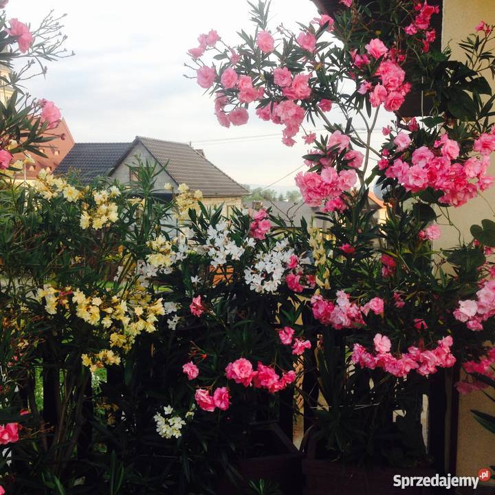 Sadzonki oleander Sadzonki s z kwiatw widoczny Brzeźnica sprzedam