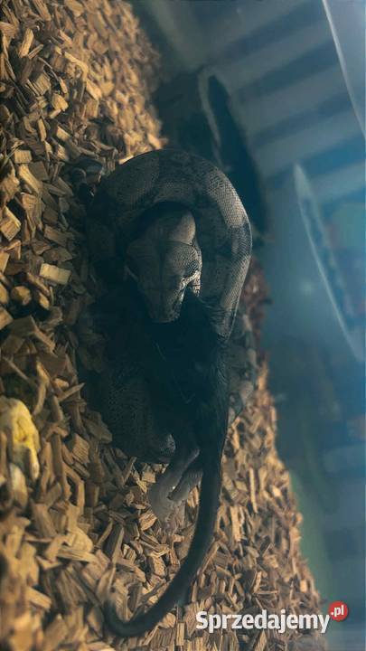 Wąż constrictor Gady i płazy Tarnobrzeg