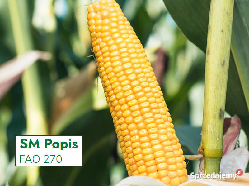 Materiał siewny kukurydza SM Popis FAO 270 na Kluczbork