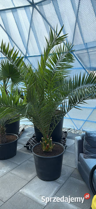 Sprzedam piękne palmy do ogrodu Pozostałe Wrocław