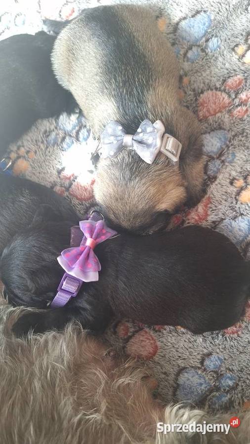 Cudny sznaucerek miniaturowy szczeniaczki mazowieckie Wołomin