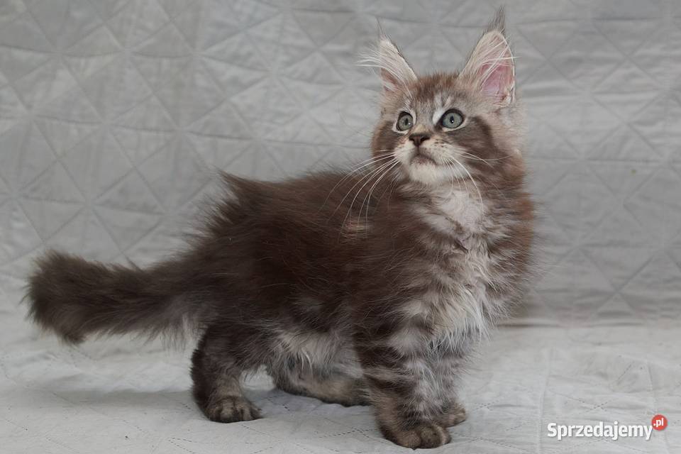 Maine Coon czarny srebrzysty kocurek Igo mazowieckie Słupno sprzedam