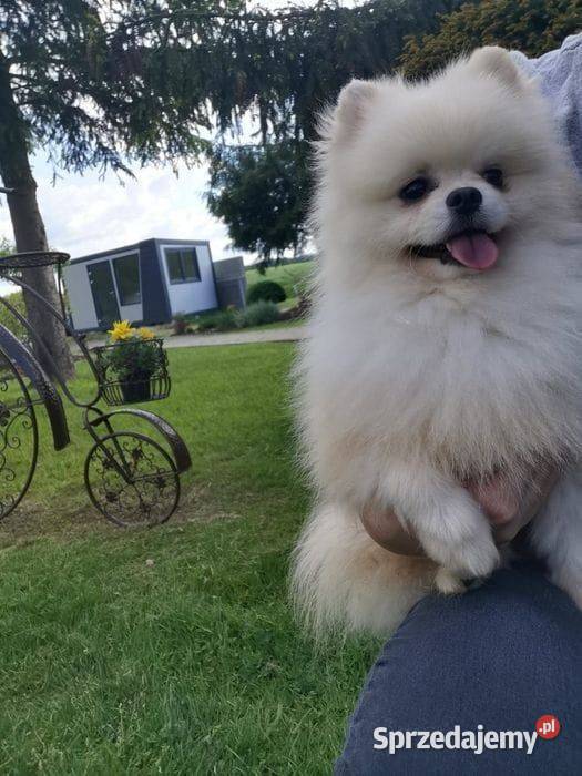 Pomeranian Suczka do rezerwacji Bolesławiec