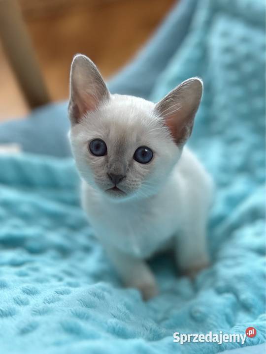 Kot tonkijski kocięta tonkijskie syjamski dolnośląskie sprzedam