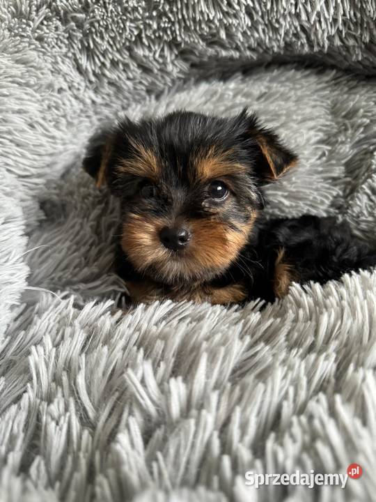 Yorkshire Terrier Chłopiec Rodowód Chip Wyprawka Częstochowa