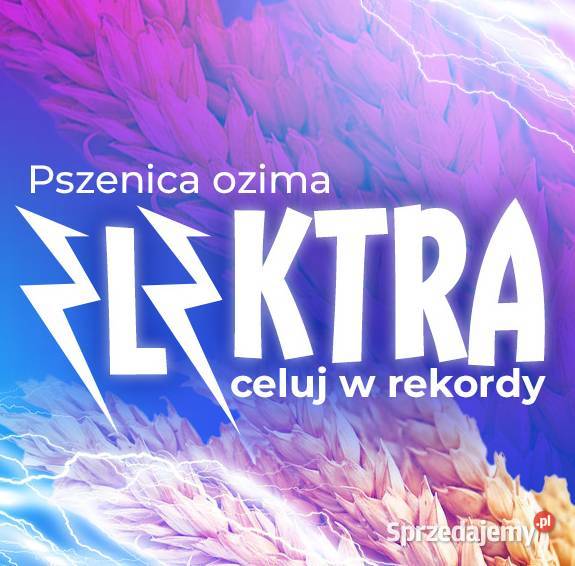 Pszenica ozima ELEKTRA