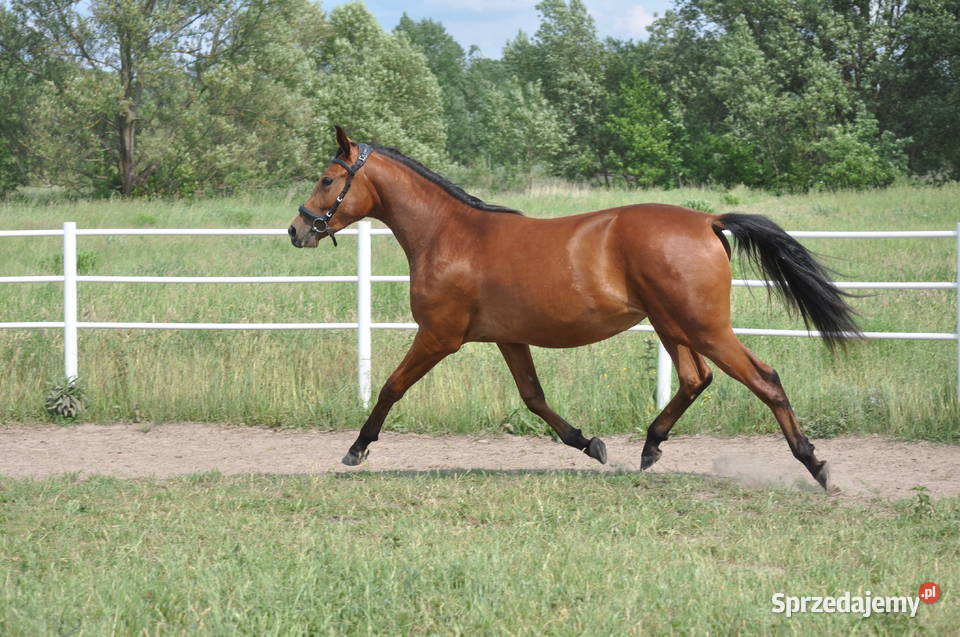 Klacz dwulatka przyszłościowa