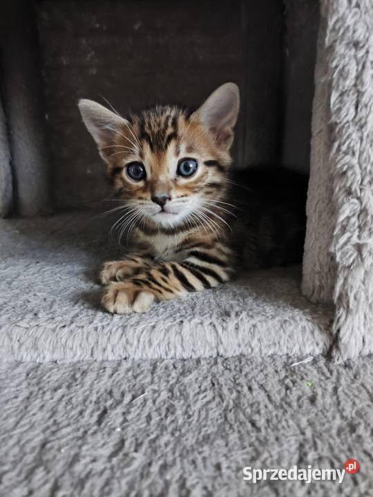 Kotki bengalskie Nielubia