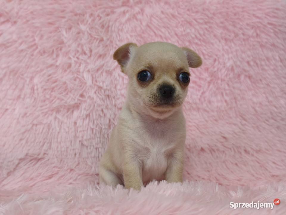 Chihuahua krótkowłosa sunia ZKwP FCI Świnoujście sprzedam