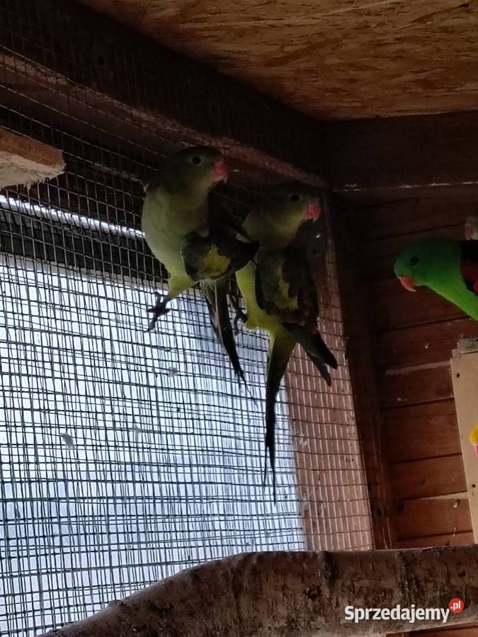Księżniczki Walii inne papugi Sobków sprzedam