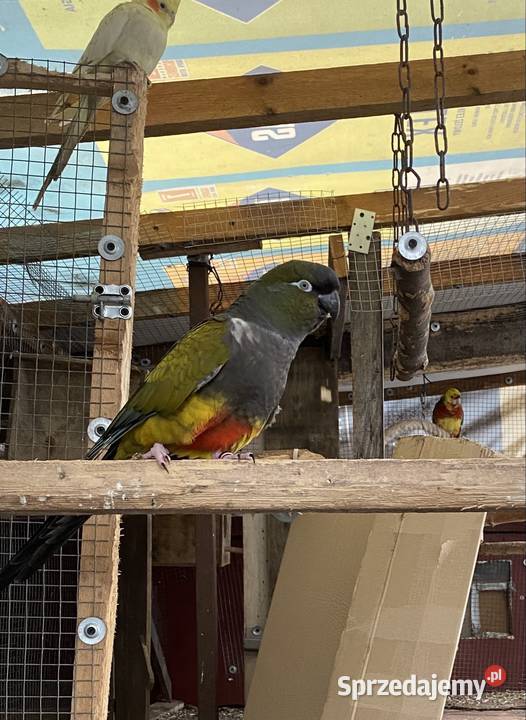 Patagonki wielkopolskie Damasławek