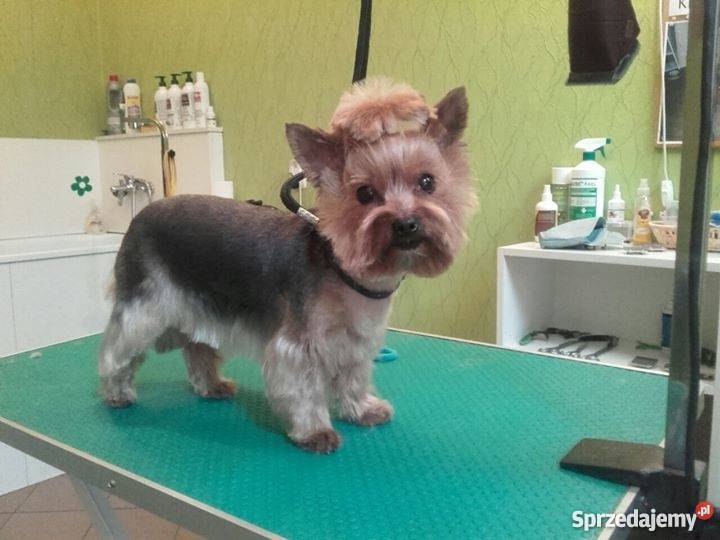 Strzyżenie psów i kotów salon JORUŚ Kraków