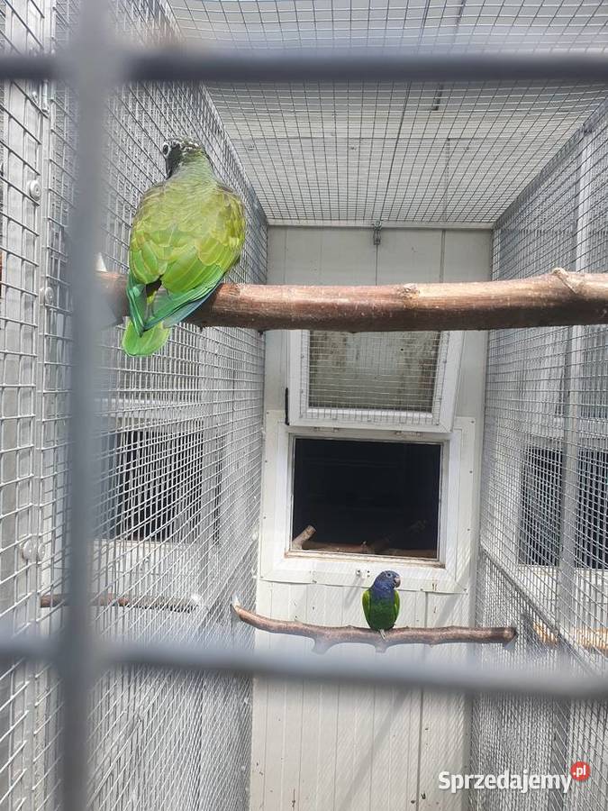 Piona Niebieskogłowa Piona łuskowa Wieliczka