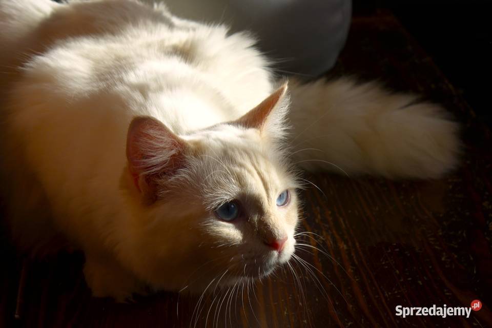Kotka Ragdoll kremowa piękność Jawor sprzedam