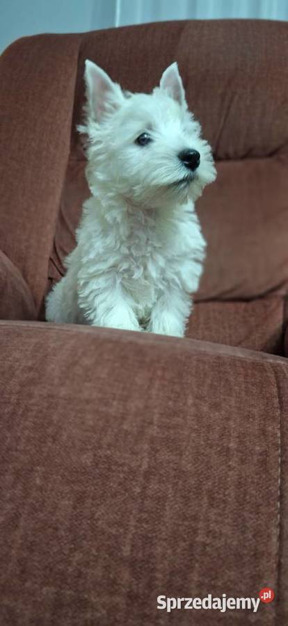 West Highland White Terrier Przysucha