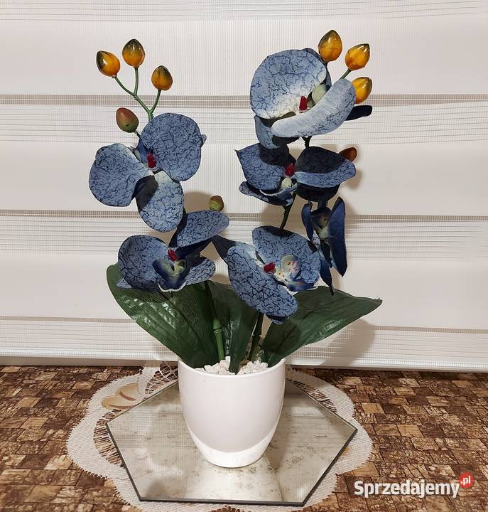 Storczyki Promocja Koszalin