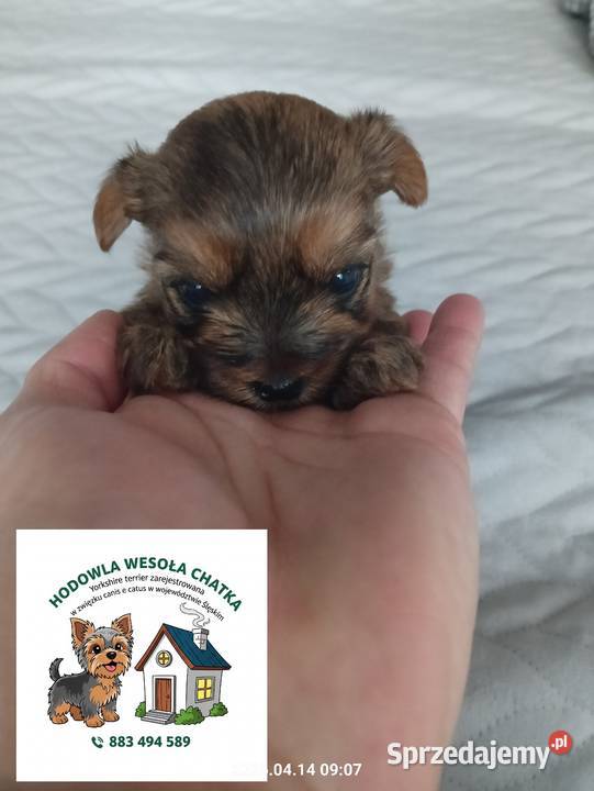 Yorkshire terrier Mochała