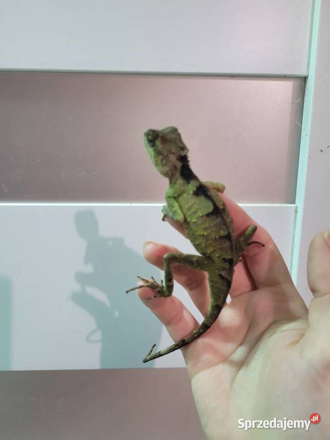 Agama Górska dolnośląskie Oława