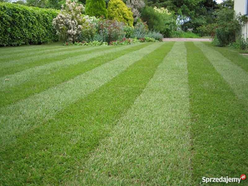 Trawniki z Rolki Wrocław dolnośląskie Wrocław