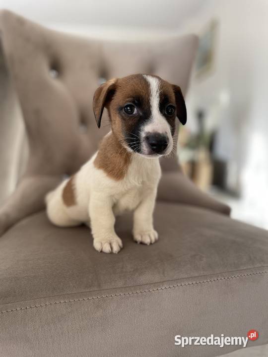 Jack Russell Terrier szczeniaki śląskie sprzedam