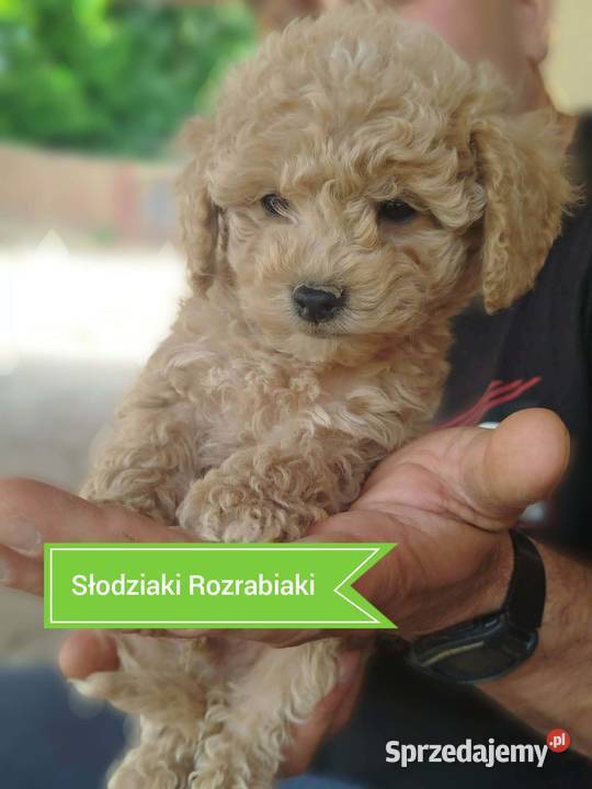 Goldendoodle F1B hybryda Pozostałe Rzeszów