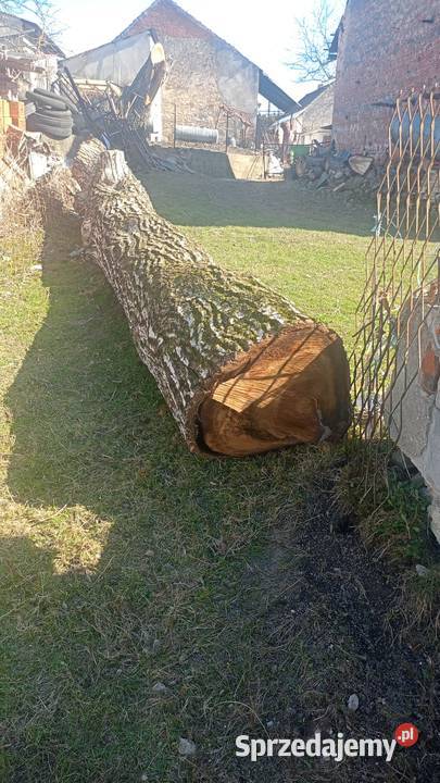 Orzech Włoski ponad 2 m3 gruby na blaty meble monolity Uschnięty Karpa