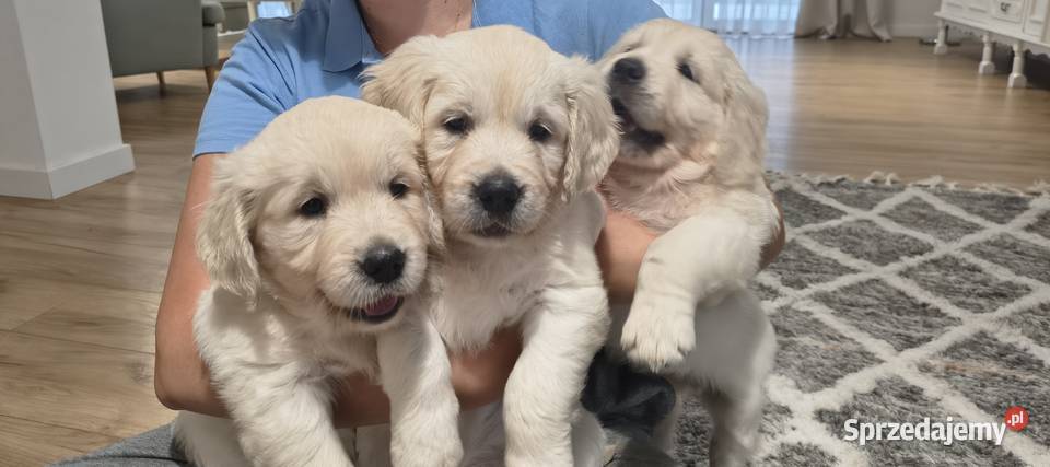 Szczenię Golden retriever
