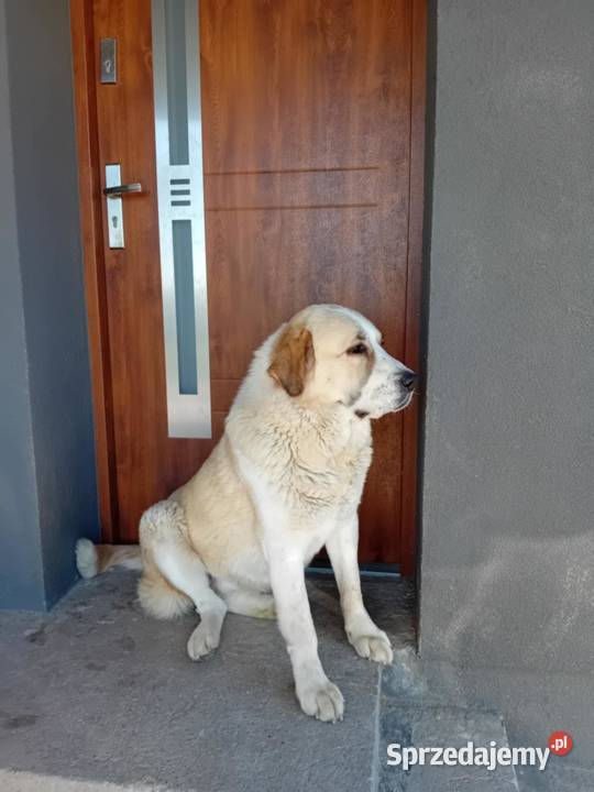 śliczne szczeniaki owczarek środkowoazjatycki Czarnożyły