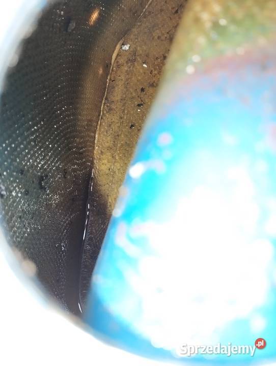 CROSS ATV zbiornik siedzenie szkielet kokon Zbiorniki paliwa Układ paliwowy Jaworzno sprzedam