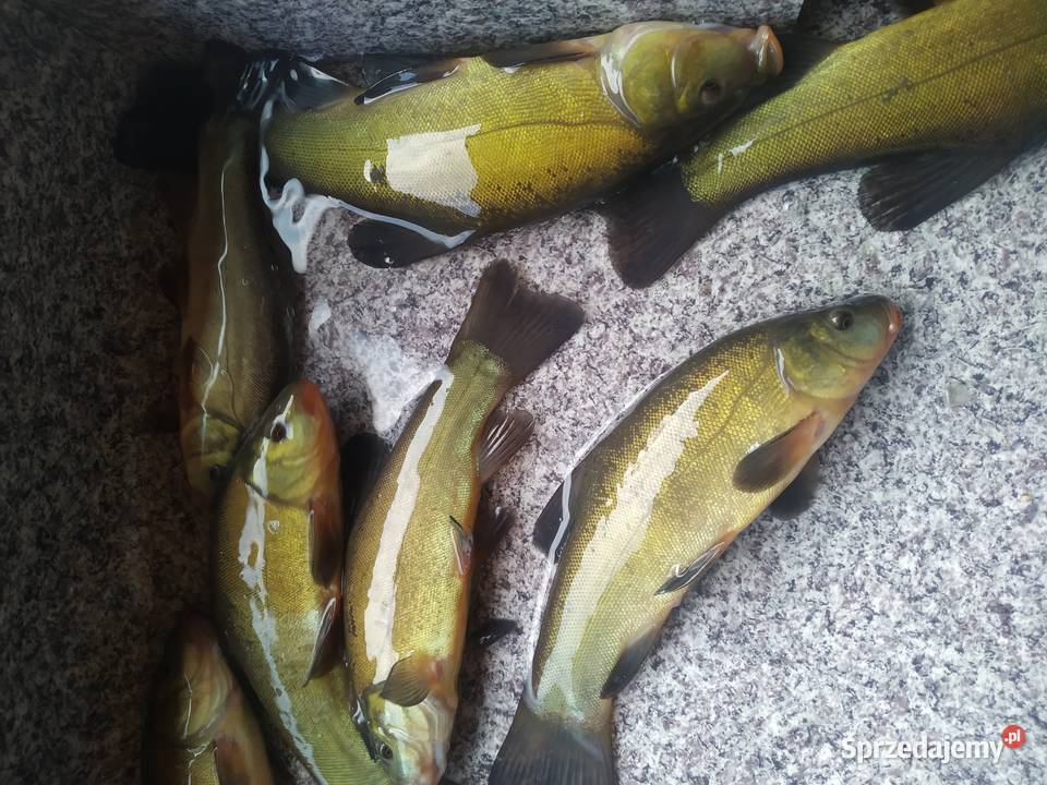 LIN KARAŚ POSPOLITY ZŁOCISTY Łódź sprzedam